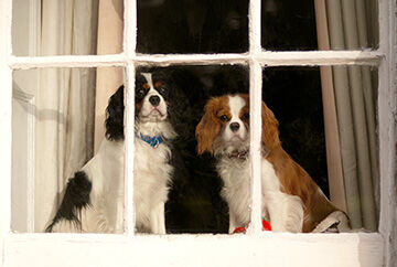 How Natural Dog Food Manufacturers Make Strides in a Saturated Category